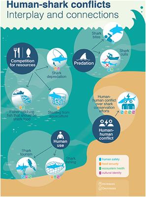 Complex Human-Shark Conflicts Confound Conservation Action